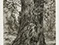 Lucian Freud "After Constable's Elm" 2003 Etching (ed of 46) 31cmx24cm