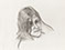 Lucian Freud 'Bella (3)' 1980's Pencil on paper 32.8cmx24.5cm