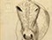 Lucian Freud 'Donkey (Tommy)' c1942-1943 Crayon on Paper 37cmx23.8cm