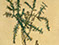 Lucian Freud 'Gorse Sprig' 1944 Conte and Pencil on Paper 45.8cmx30.5cm