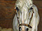 "Grey Gelding" 2003 Oil on Canvas 71.1cmx60.9cm