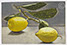Lucian Freud "Lemon Sprig"&nbsp; 1947&nbsp; Oil on Board&nbsp; 15.2cm x 23.5cm&nbsp;&nbsp;&nbsp;&nbsp;&nbsp;&nbsp;&nbsp;&nbsp;&nbsp;&nbsp;&nbsp; 