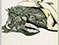 Lucian Freud 'Rotted Puffin' 1944 Conte and Crayon on Paper 20.7cmx14.6cm