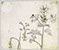 Lucian Freud 'Sea Holly' 1944 Ink and Wash on paper 41cmx50cm
