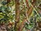 "Small Garden" 1997 Oil on Canvas 20.3cmx12.7cm