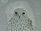 Lucian Freud 'Sparrowhawk' 1948 Pastel on Paper 21.6cmx21.6cm
