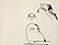 Lucian Freud 'Study for the Birds of Oliver Laronde (2)' Ink on Paper 26cmx18.5cm