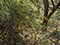 "The Painter's Garden" 2003 Oil on Canvas 61.6cmx46cm