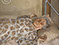 Lucian Freud "The Painter's Mother Resting l" 1976 Oil on Canvas 90.2cmx90cm