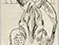 Lucian Freud "Zebra Head on a Chair' 1944 Ink on Paper 22.5cmx13.7cm
